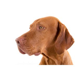 The-Average-Cost-of-a-Vizsla-Puppy-from-a-Breeder-in-Tennessee