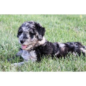The-Average-Cost-of-an-Aussiedoodle-Puppy-from-a-Breeder-in-Pennsylvania