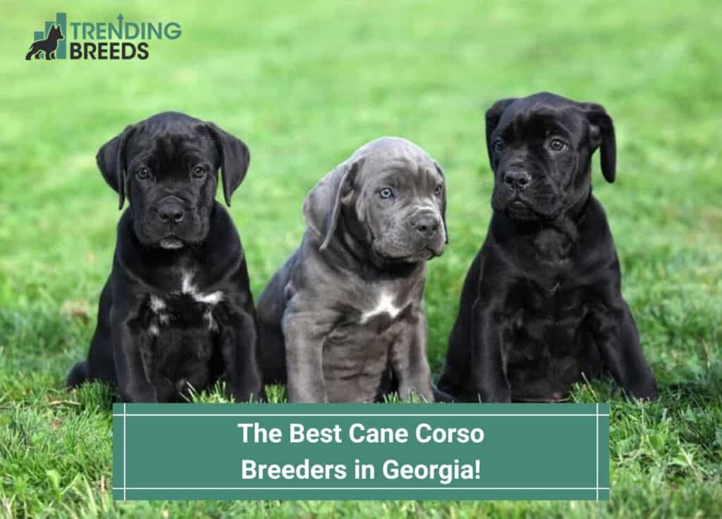 The-Best-Cane-Corso-Breeders-in-Georgia-template