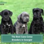 The 5 Best Cane Corso Breeders in Georgia! (2023)