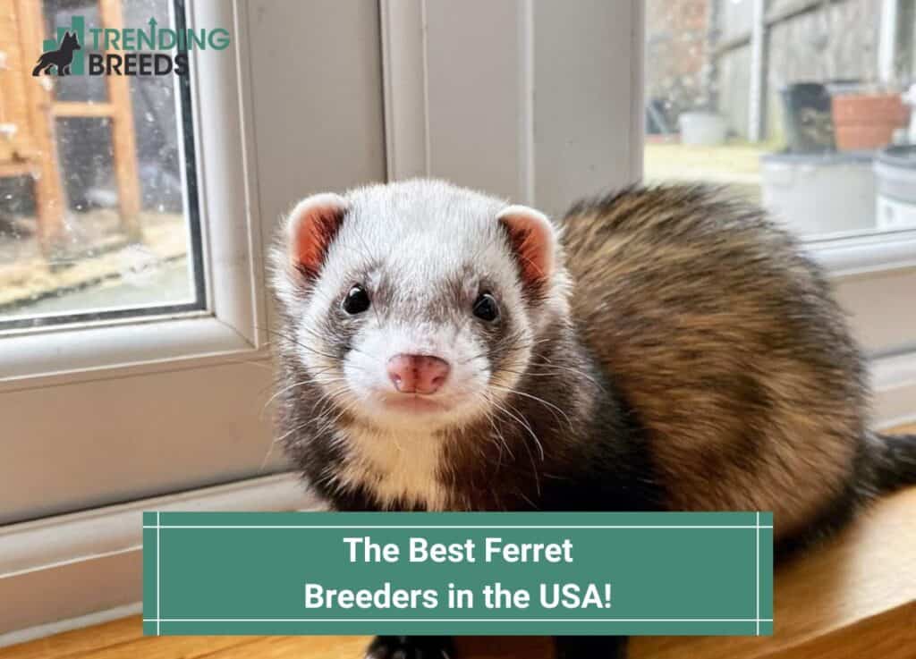 The-Best-Ferret-Breeders-in-the-USA-template