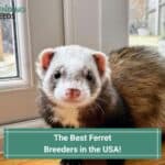 The 6 Best Ferret Breeders in the USA! (2023)