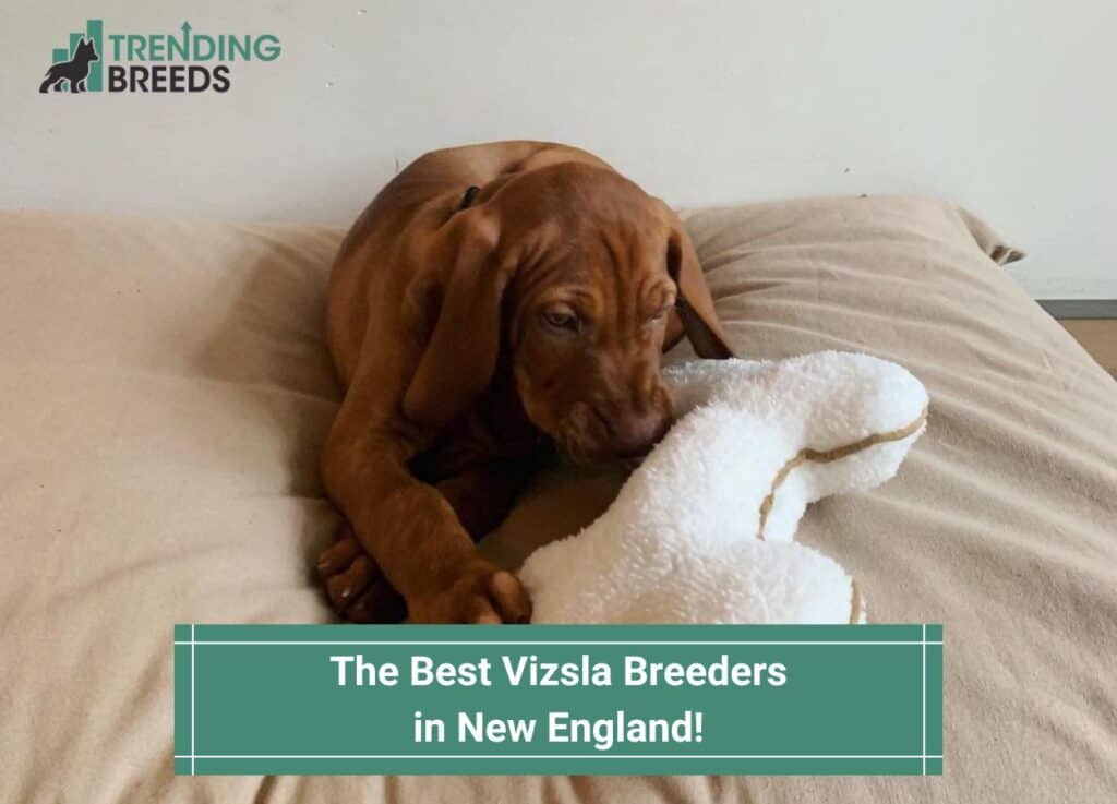 The-Best-Vizsla-Breeders-in-New-England-template