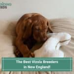 The 5 Best Vizsla Breeders in New England! (2023)
