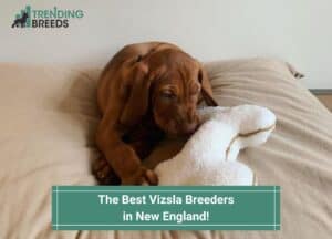 The-Best-Vizsla-Breeders-in-New-England-template