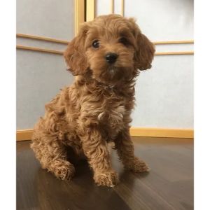 The-Cockapoo-Breeders-Reputation