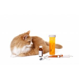 Treatments-for-Upset-Stomach-In-Cat