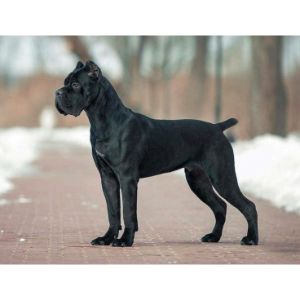 True-Believers-Cane-Corso