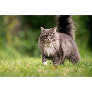 USA-Maine-Coons-Cattery