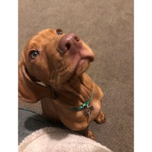 Vista-Ridge-Vizslas