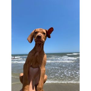 Vizsla-Club-of-Illinois