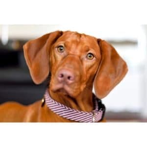 Vizsla-Puppies-For-Sale-by-Breeders-in-Ohio