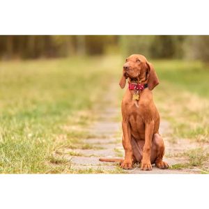 Vizsla-Puppies-For-Sale-by-Breeders-in-Tennessee