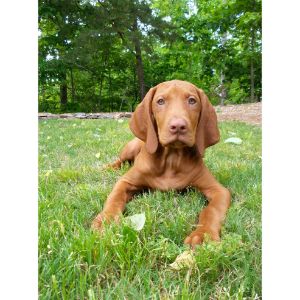 Vizsla-of-Florida