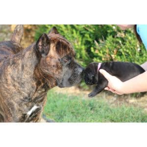 Vulcan-Cane-Corso