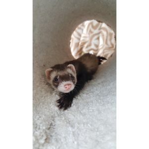 West-Michigan-Ferret-Connection