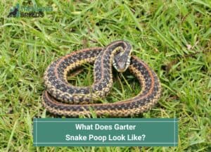 What-Does-Garter-Snake-Poop-Look-Like-template
