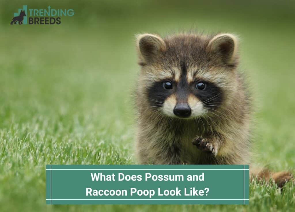 What-Does-Possum-and-Raccoon-Poop-Look-Like-template