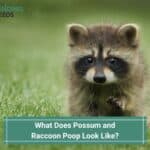 What Does Possum and Raccoon Poop Look Like? (2023)