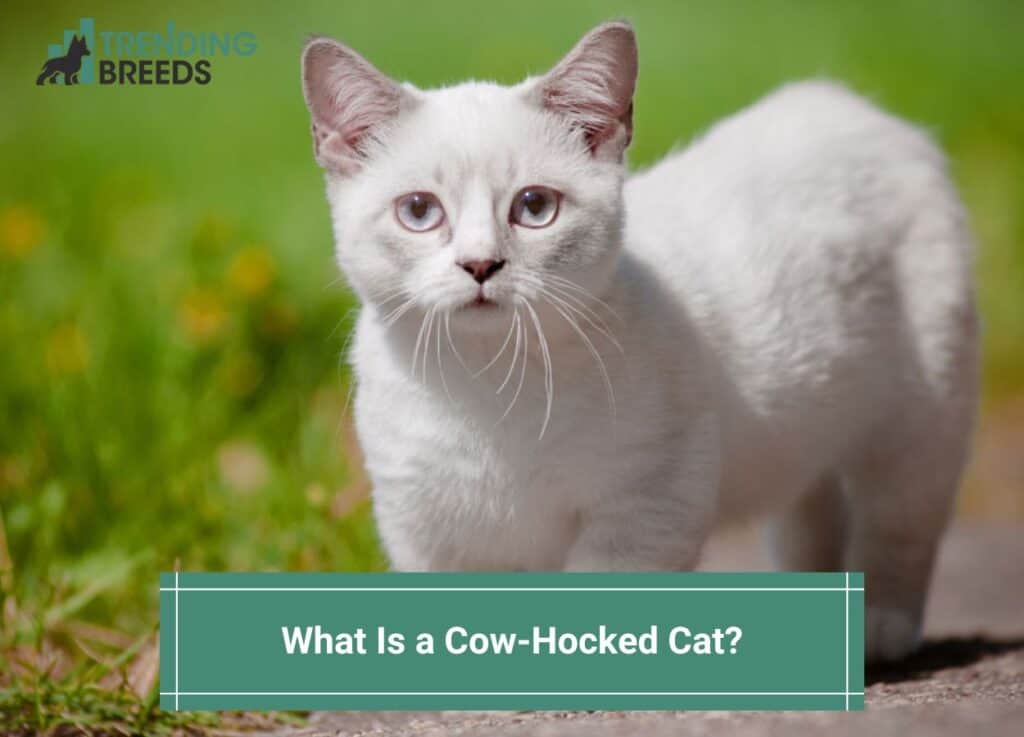 What-Is-a-Cow-Hocked-Cat-template