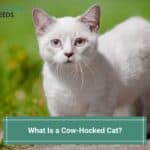 What Is a Cow-Hocked Cat? Everything You Need to Know! (2023)