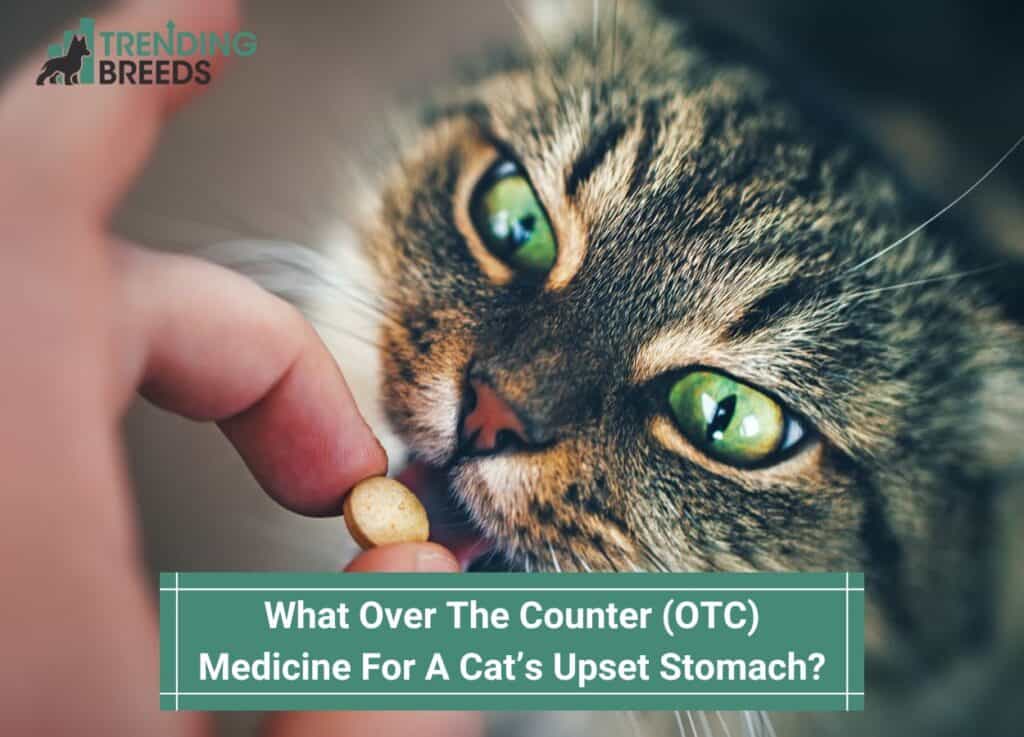  What-Over-The-Counter-OTC-Medicine-For-A-Cats-Upset-Stomach-template