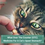 What Over The Counter (OTC) Medicine For A Cat’s Upset Stomach? (2023)
