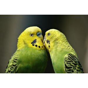 What-is-Bird-Courtship-Behavior