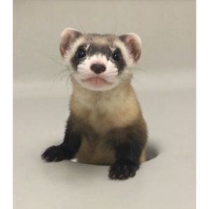 What to Consider When Buying Ferrets in Los Angeles