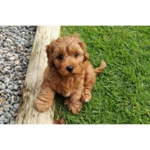 What-to-Look-For-in-a-Cavapoo-Breeder