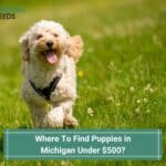 Where To Find Puppies in Michigan Under 0? (2023)