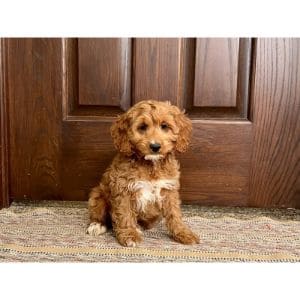Where-to-Find-Cockapoo-Puppies-for-Sale-in-Colorado