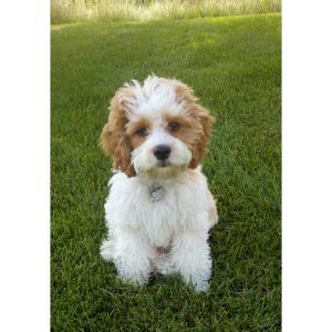 Where-to-Find-Cockapoo-Puppies-for-Sale-in-Oregon