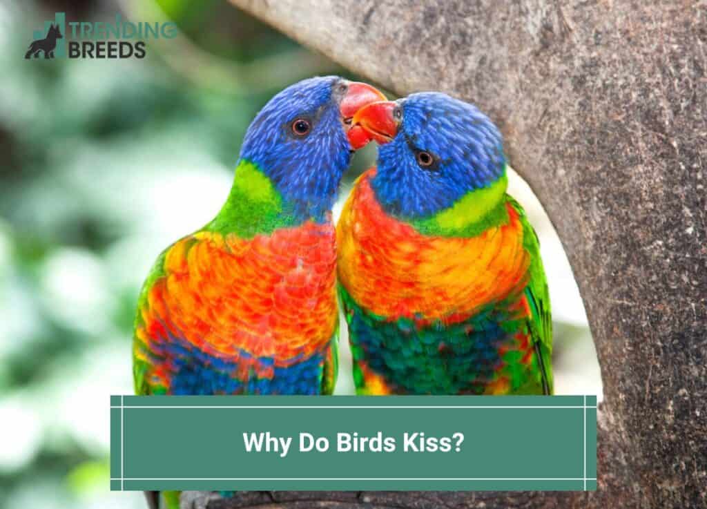 Why-Do-Birds-Kiss-template