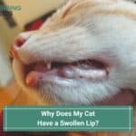 Why-Does-My-Cat-Have-a-Swollen-Lip-template