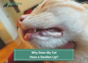 Why-Does-My-Cat-Have-a-Swollen-Lip-template
