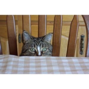 Why-Is-My-Cat-Acting-Weird-And-Meowing