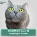 Why Is My Cat Scared Of Something I Can't See? (2023)