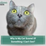Why-Is-My-Cat-Scared-Of-Something-I-Cant-See-template