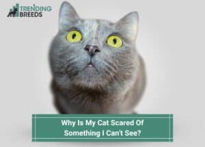 Why-Is-My-Cat-Scared-Of-Something-I-Cant-See-template