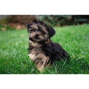 Yorkie-Poo-Grooming-Styles-and-Haircuts