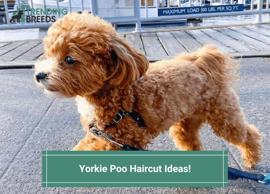 Yorkie-Poo-Haircut-Ideas-Cute-and-Adorable-Haircut-Types-template