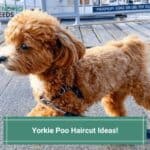 Yorkie-Poo-Haircut-Ideas-Cute-and-Adorable-Haircut-Types-template