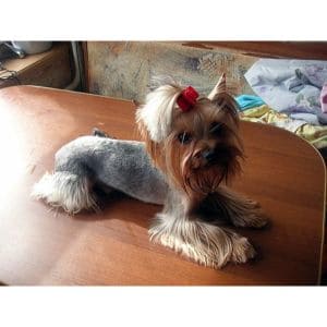 Yorkie-Poo-Lion-Cut