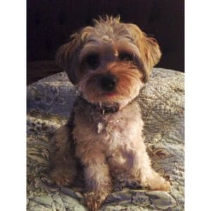 Yorkie-Poo-Puppy-Cut