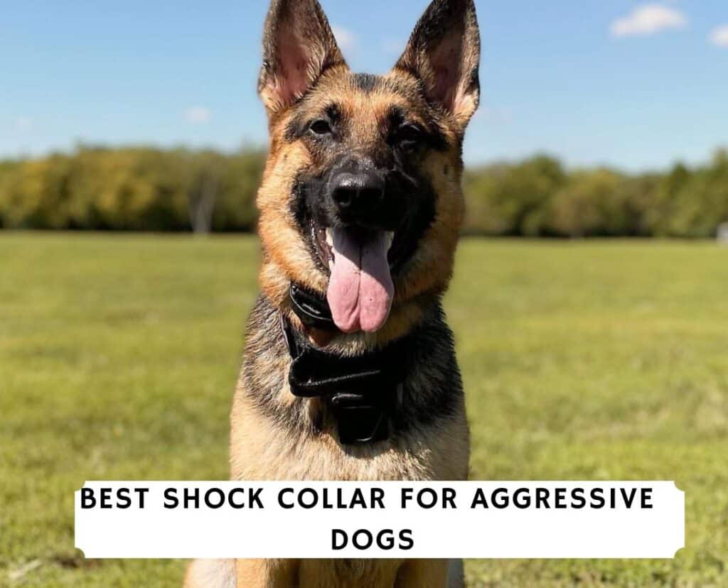 best shock collar for aggressive dogs - skip