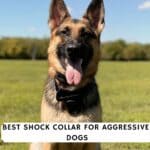 best shock collar for aggressive dogs - skip