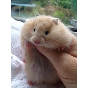13-Facts-About-the-Teddy-Bear-Hamster