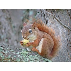 American-Red-Squirrels