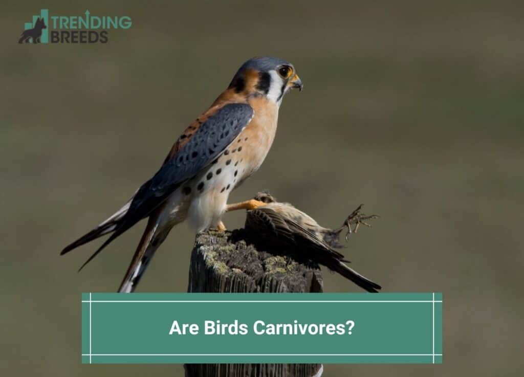 Are Birds Carnivores-template